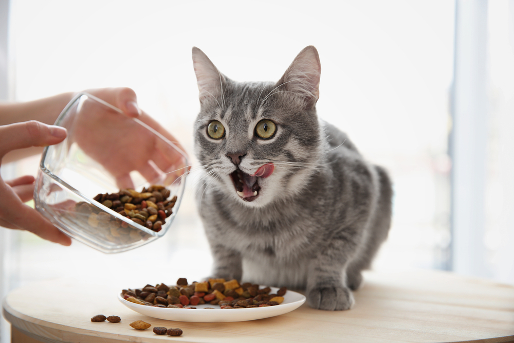 Особенности питания стерилизованных кошек и котов