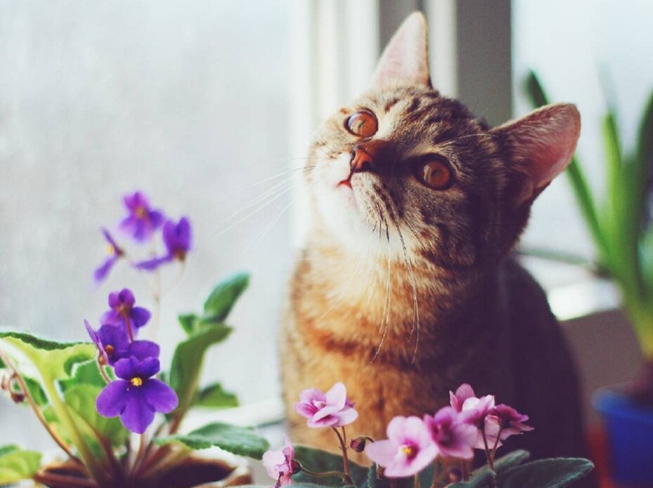 Какие растения ядовиты для вашей кошки?