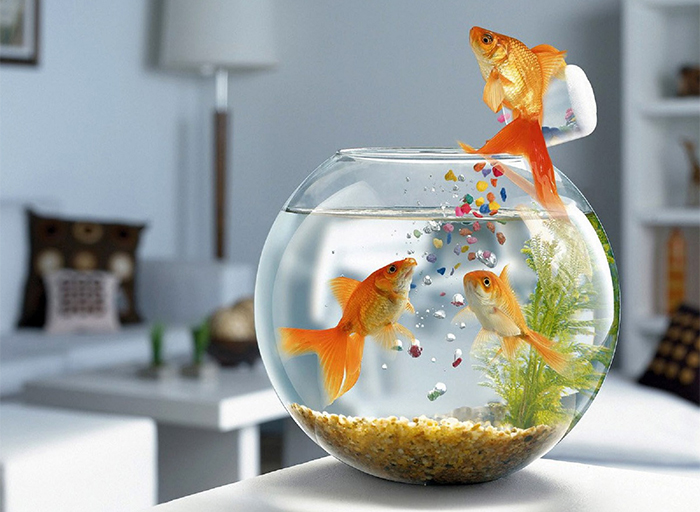 Можно ли держать диких рыб в домашнем аквариуме?
