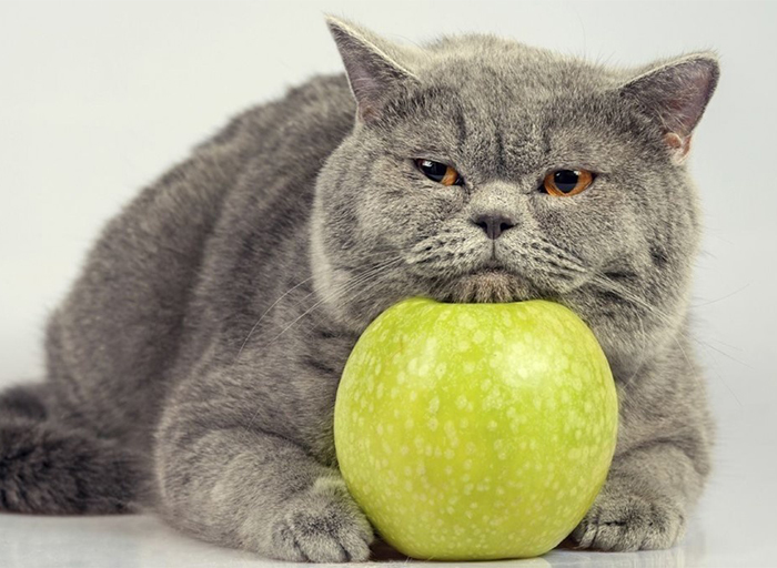 Могут ли кошки есть яблоки? Безопасны ли яблоки для кошек?