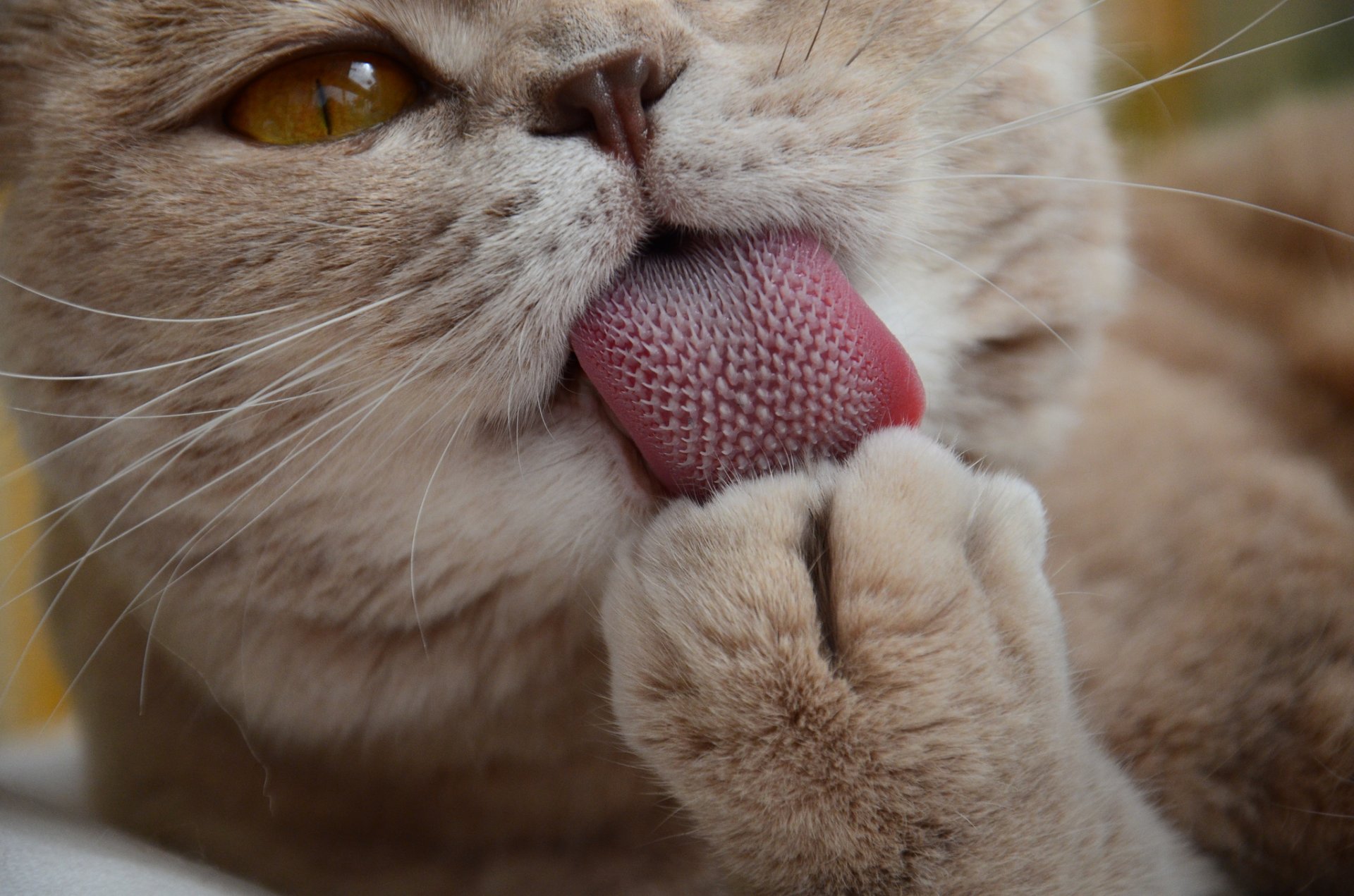 Почему кошка моется после еды? | Статьи о животных