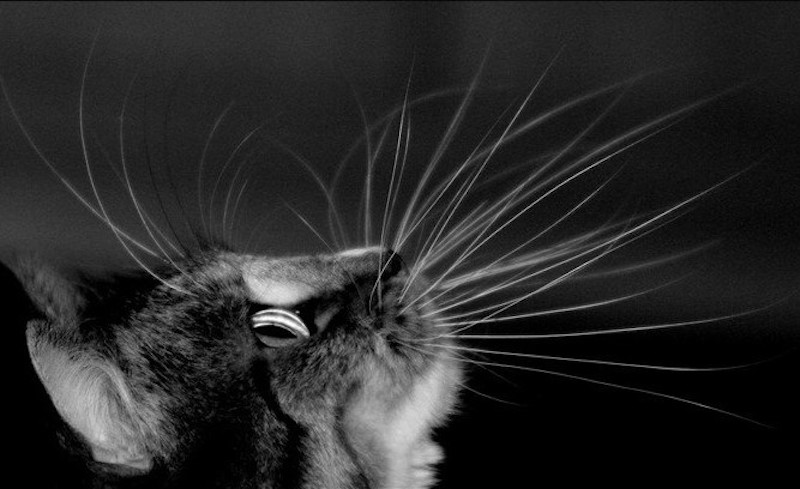Сколько усов у кошки | Полезные статьи о животных