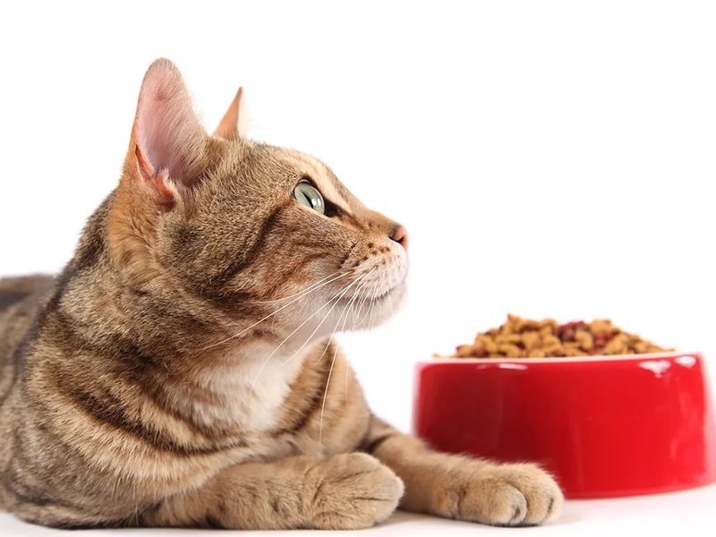 Почему кошка зарывает еду | Статьи о животных