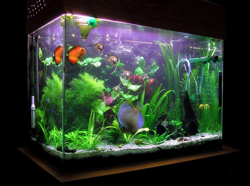 7 советов для удачного размещения аквариума в дома