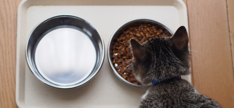 Как правильно кормить свою кошку?