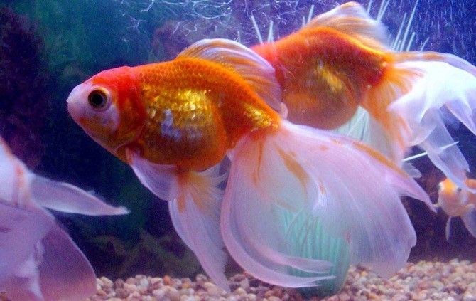Самые красивые рыбки для аквариума
