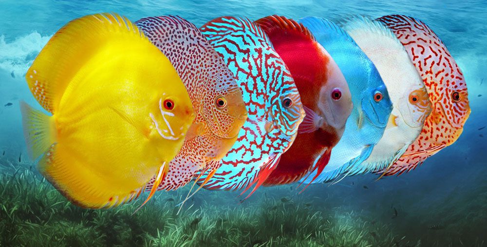 Самые красивые рыбки для аквариума
