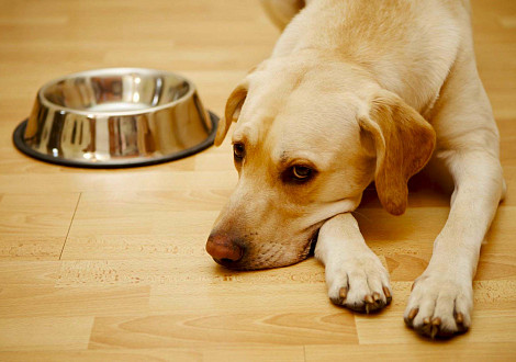 Чем кормить собаку при проблемах с печенью?