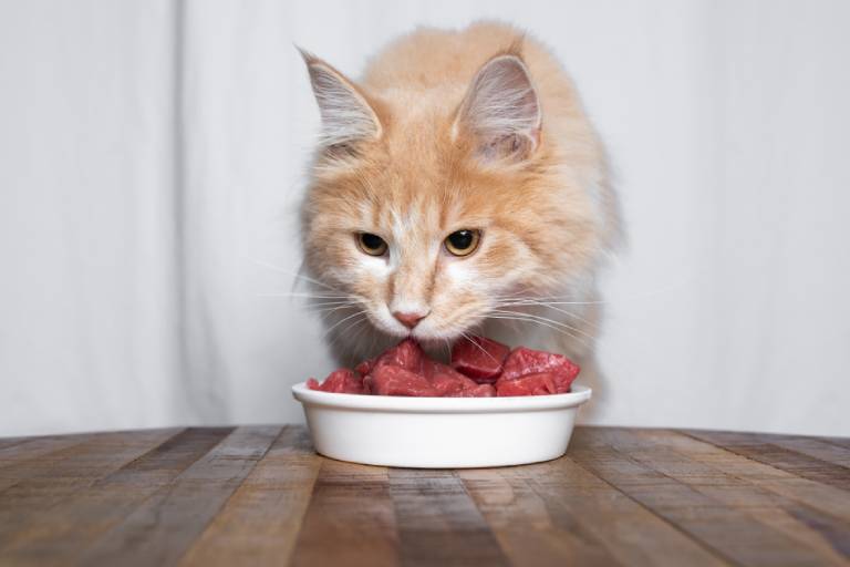 6 советов при кормлении кошки
