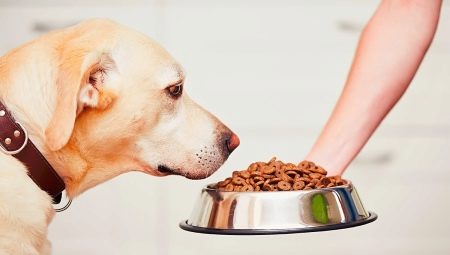 Есть ли у собак вкусовые рецепторы? Как выбрать корм, который понравиться вашей собаке?