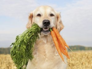 Какие витамины нужны собаке