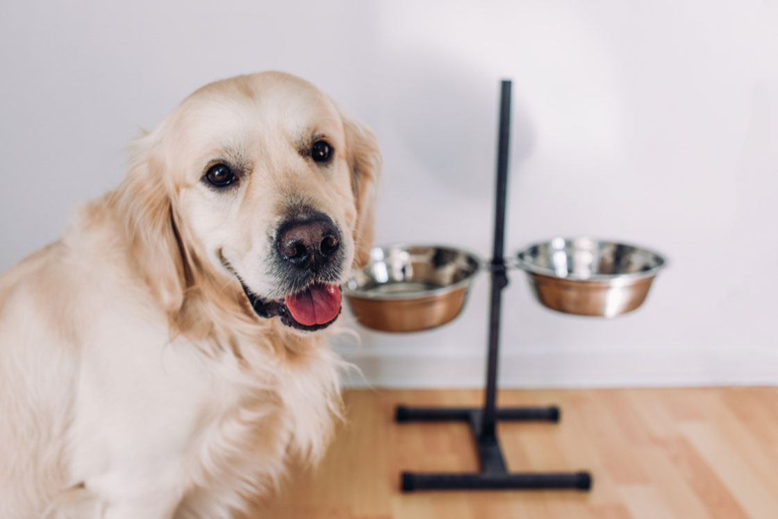 Гипоаллергенный корм для собак - чем он отличается от обычного корма?