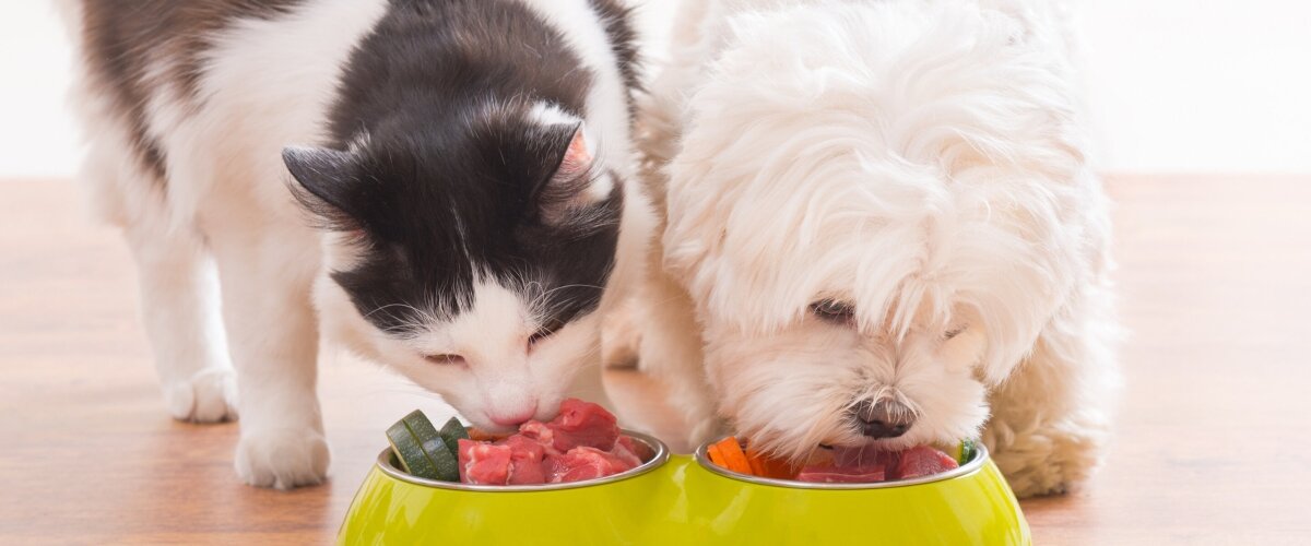 Жиры в кормах для кошек и собак