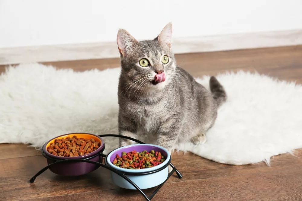 Какой корм выбрать для кошки: влажный или сухой? | Полезные статьи