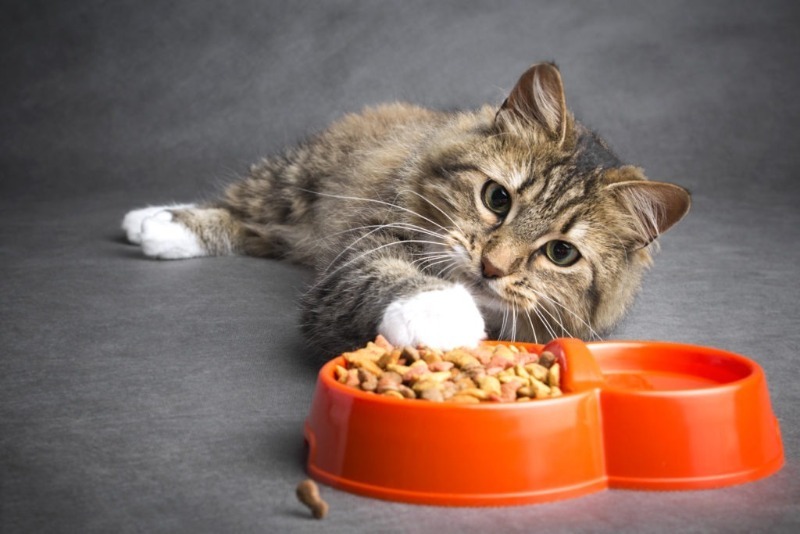 Почему кошка не ест из миски?