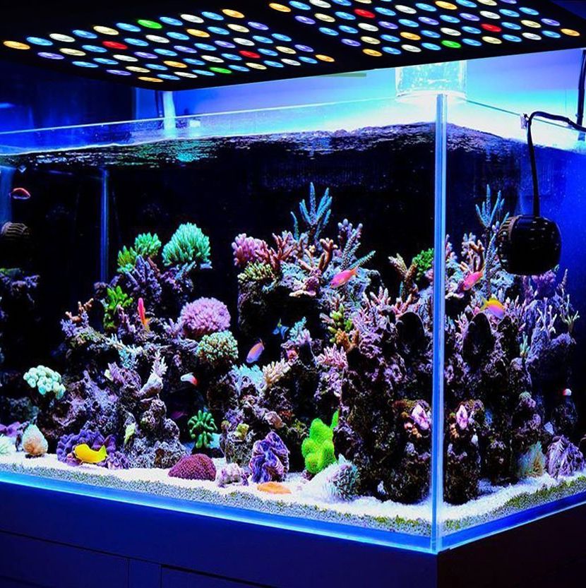 Светодиодное освещение для аквариума: как правильно выбрать?