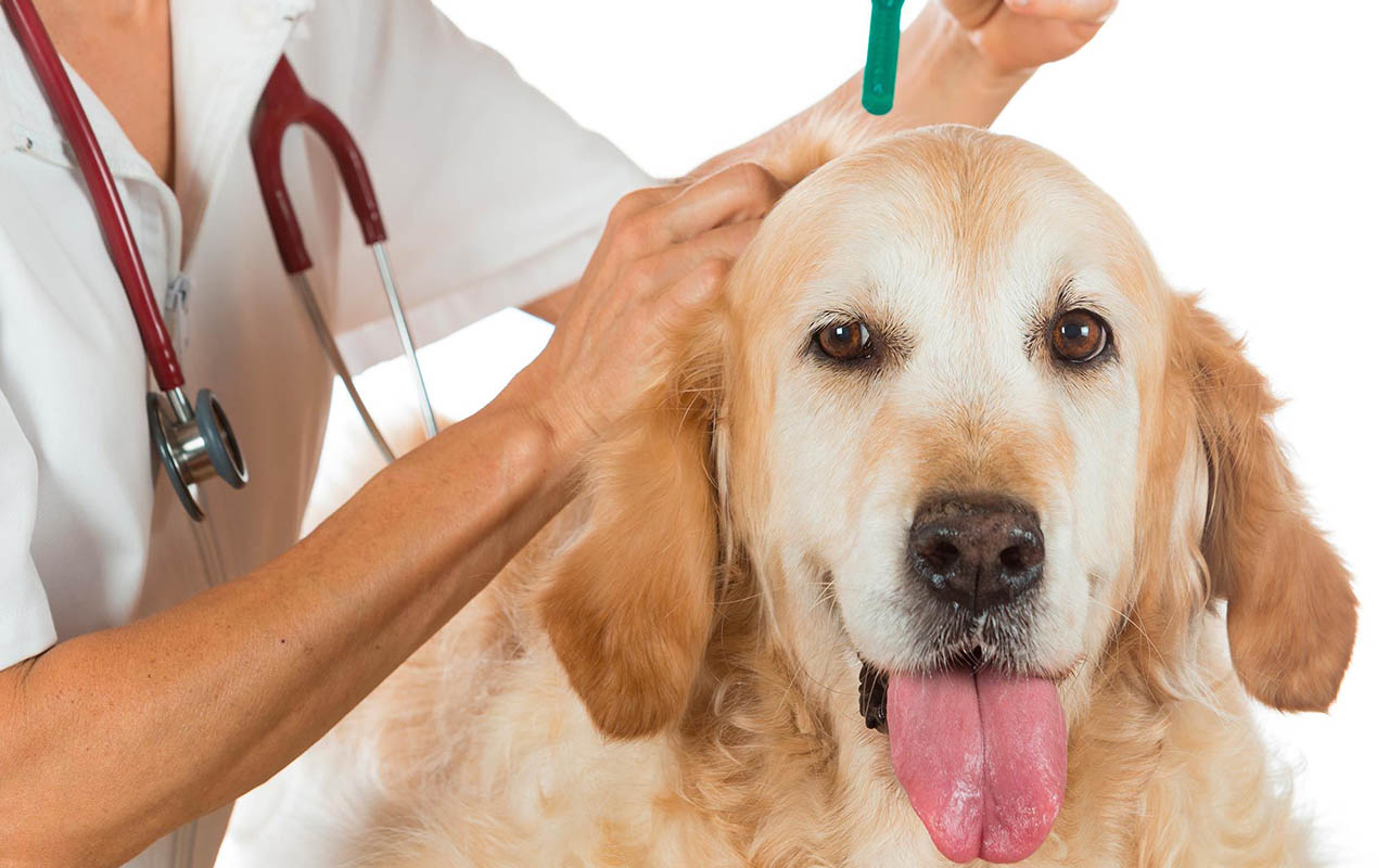 Как понять, что у собаки аллергия?