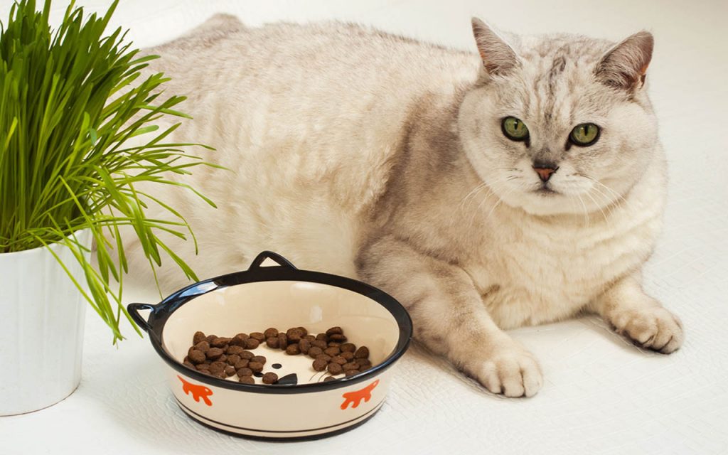 Корм для кошек при ожирении