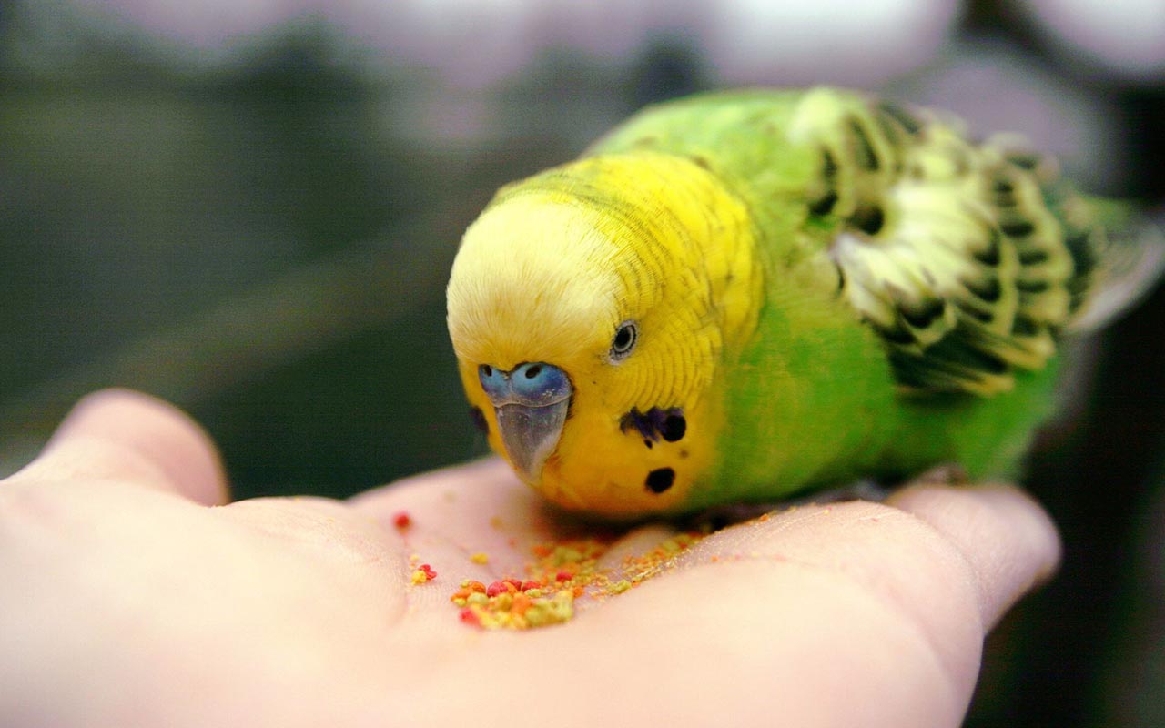 Правильное питание для попугаев