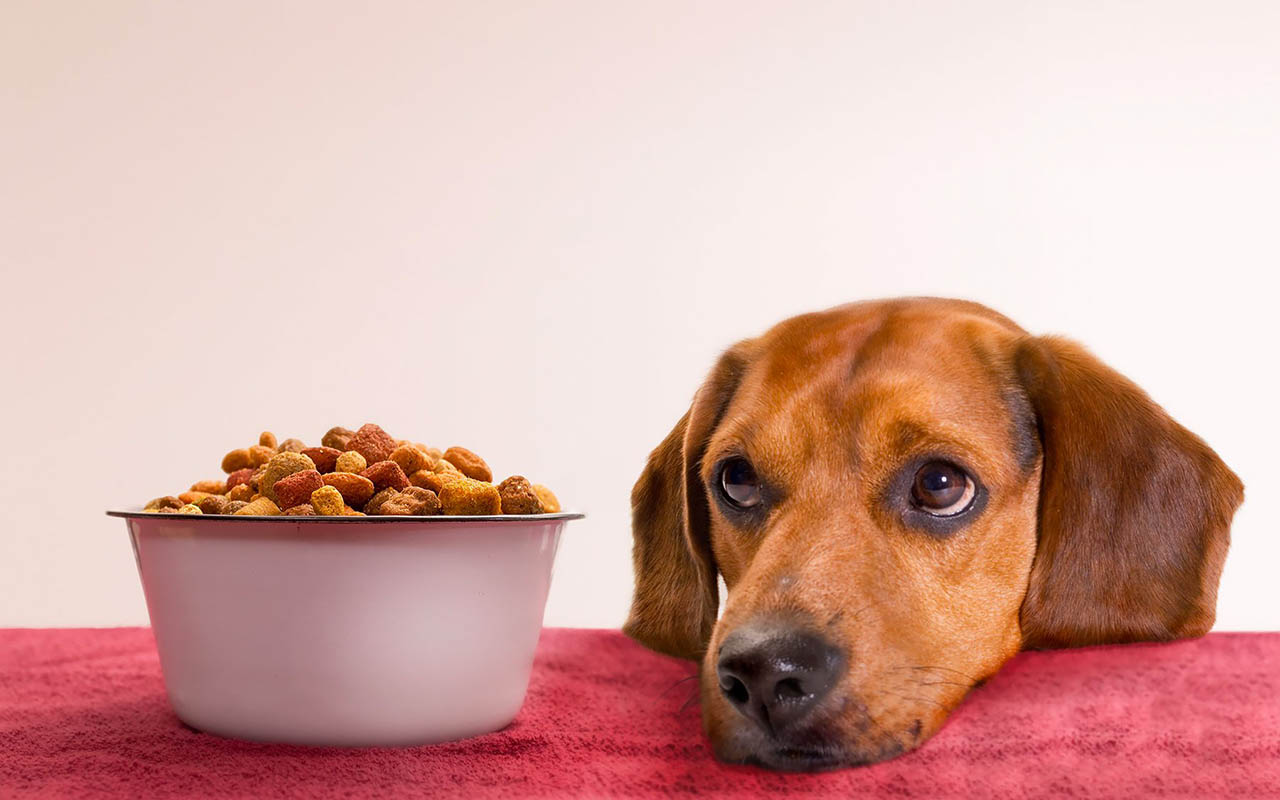 Чувствительное пищеварение у собаки: признаки