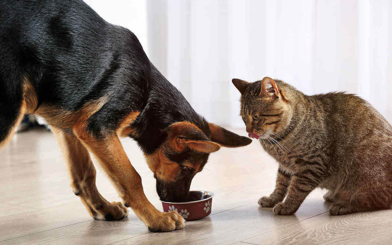 Можно ли давать кошачий корм собаке?