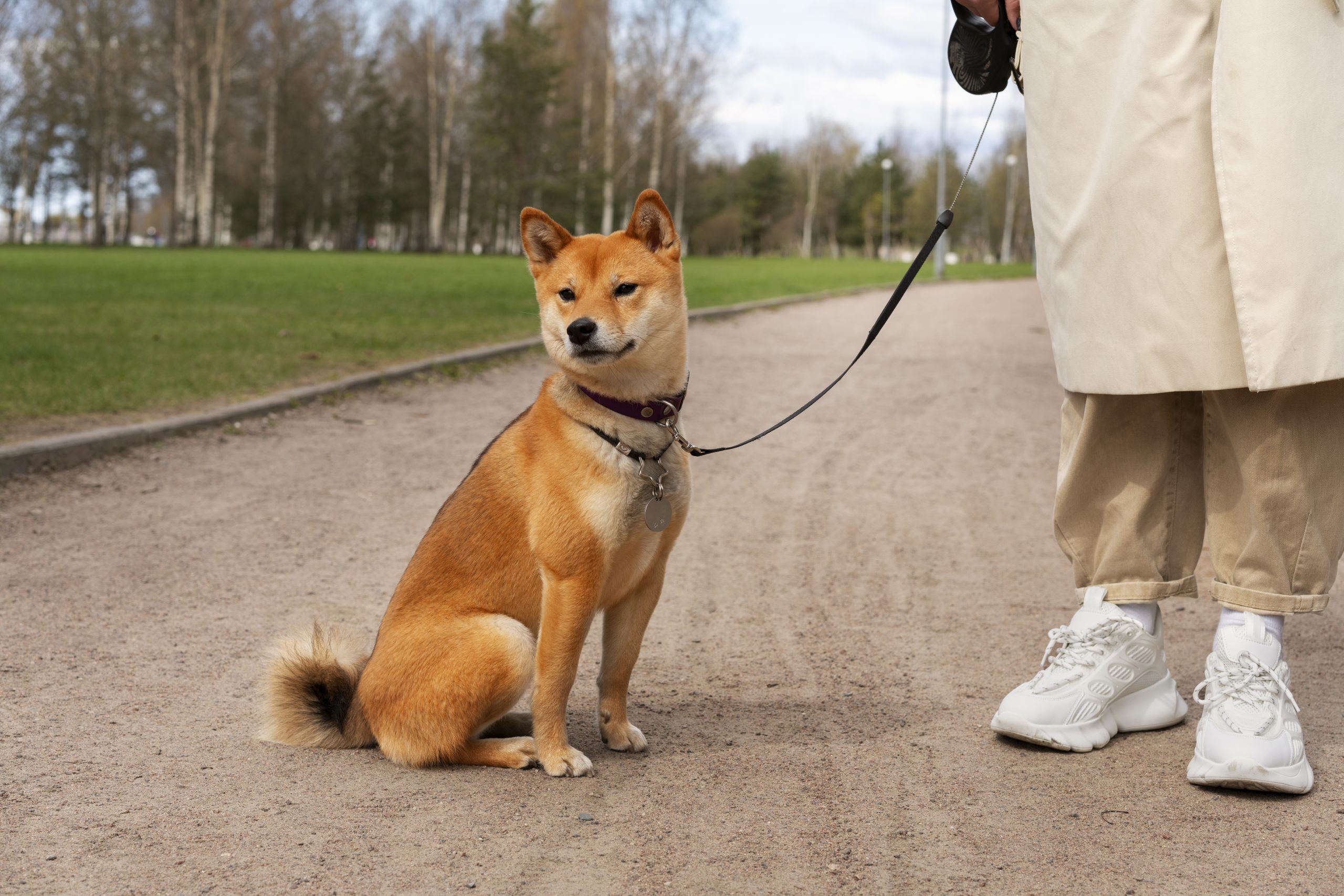 Как выбрать правильный поводок для собаки: сравнение типов и размеров -  Зооцентр Пермь