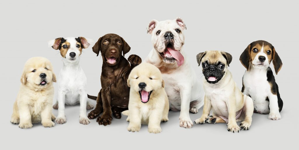 Породы собак: история, селекция и генетика