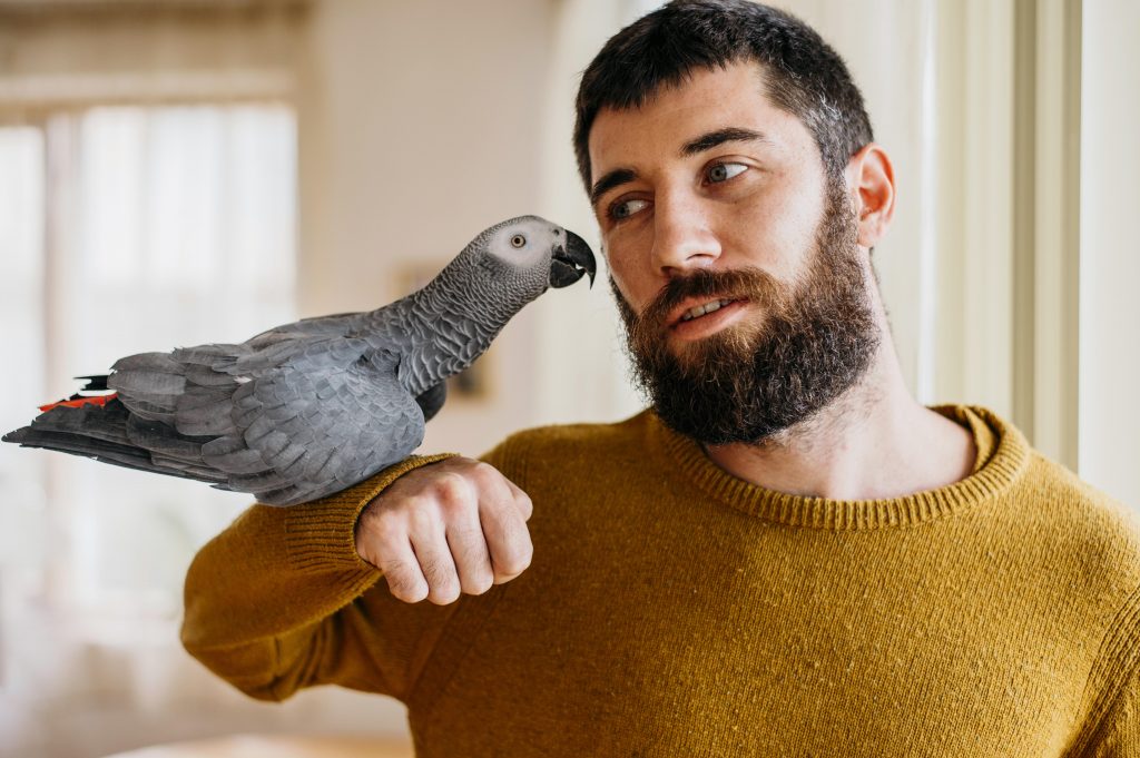 Содержание домашних попугаев: особенности и советы от специалистов
