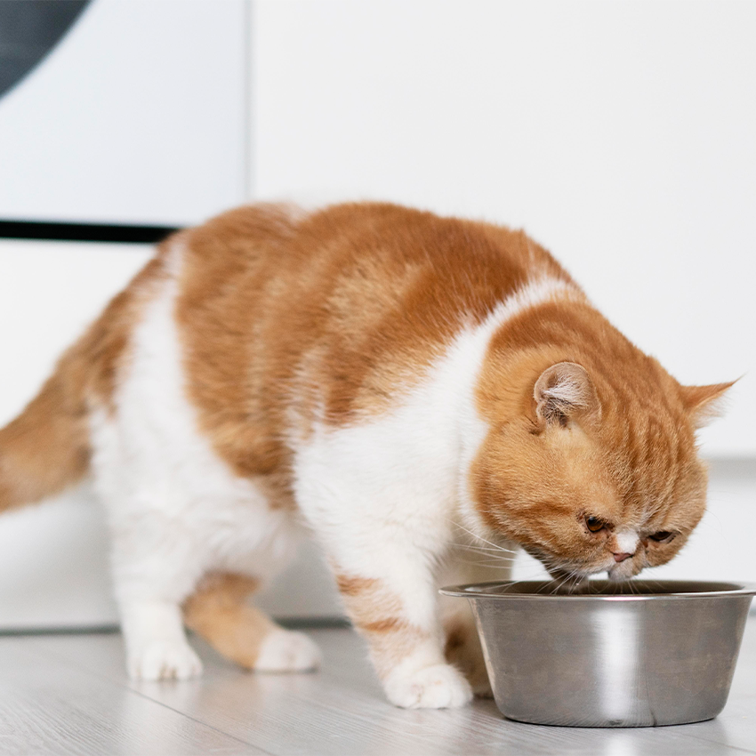 Как часто нужно кормить кошку? - Зооцентр