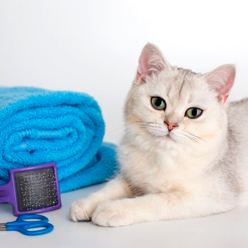 Ведение гигиены домашнего кота: уход за шерстью, глазами и ушами