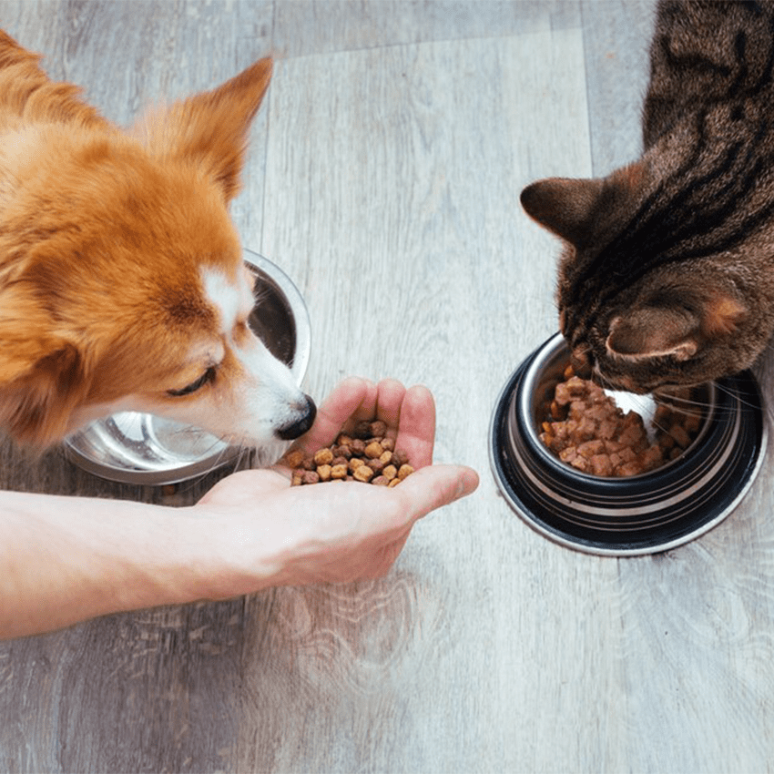 Собачий корм vs кошачий корм: основные различия