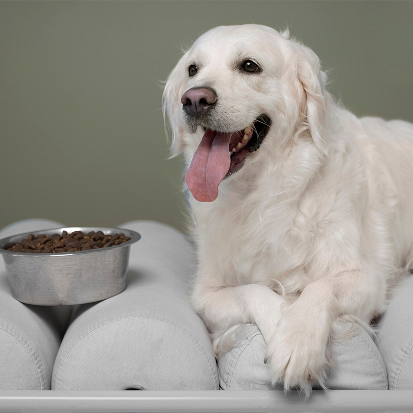 Можно ли корм для щенков дать взрослой собаке?