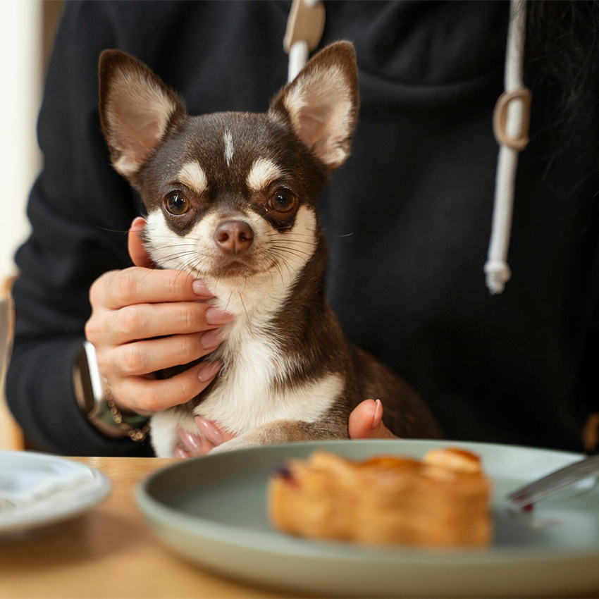 Особенности питания больной собаки