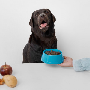 Почему у собаки пропал аппетит?