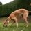 greyhound-having-fun-park_52683-101431