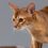 purebred-abyssinian-young-cat-portrait_155003-4301